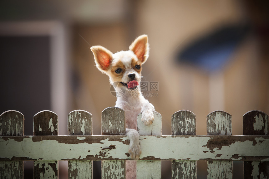 话题迷人的轮廓攀爬用于动物和宠的旧木篱笆恋美小狗图片