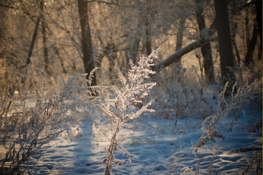 非城市季节下雪后的冬森林寒冷的天气冰图片