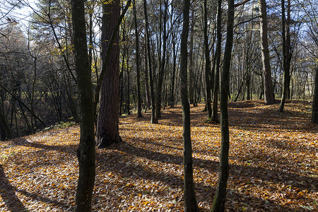 满地落叶的森林背景图片