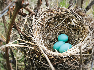 复活节乡村新的布朗雀巢中蓝罗宾蛋图片