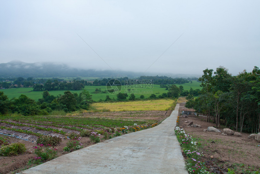 带有乡村公路和山丘的景观绿地草风薄雾图片