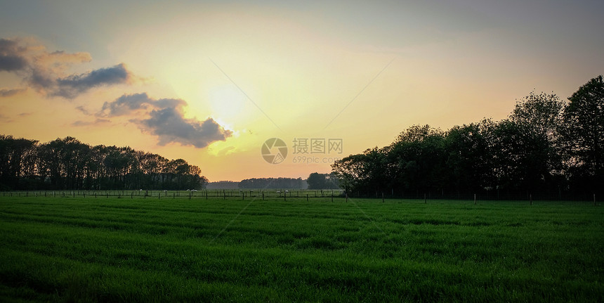 森林景观夏天日落在典型的荷兰沙丘风景优美图片