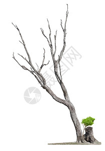 白种树的一棵老和死还有小和从个根上射出高的结无叶图片