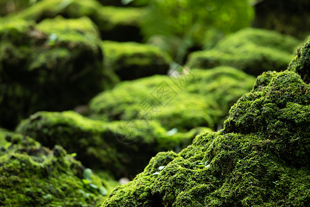 美丽的天然绿色苔生长在雨林的树木上阳光丛林抽象的图片