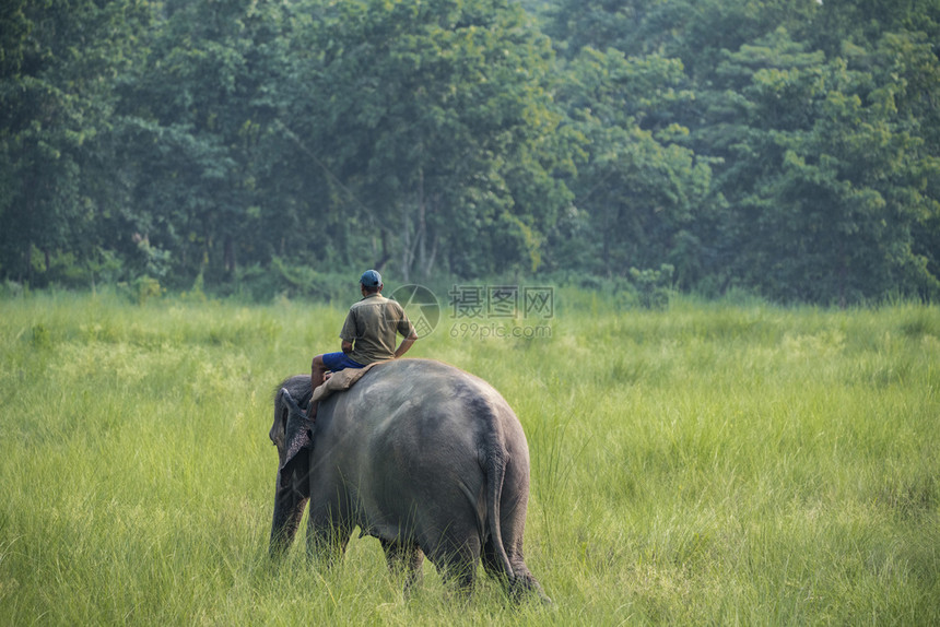 公园教练员司机骑母象大野生物的马胡特或大象骑手和农村拍摄亚洲大象作为家畜的照片图片