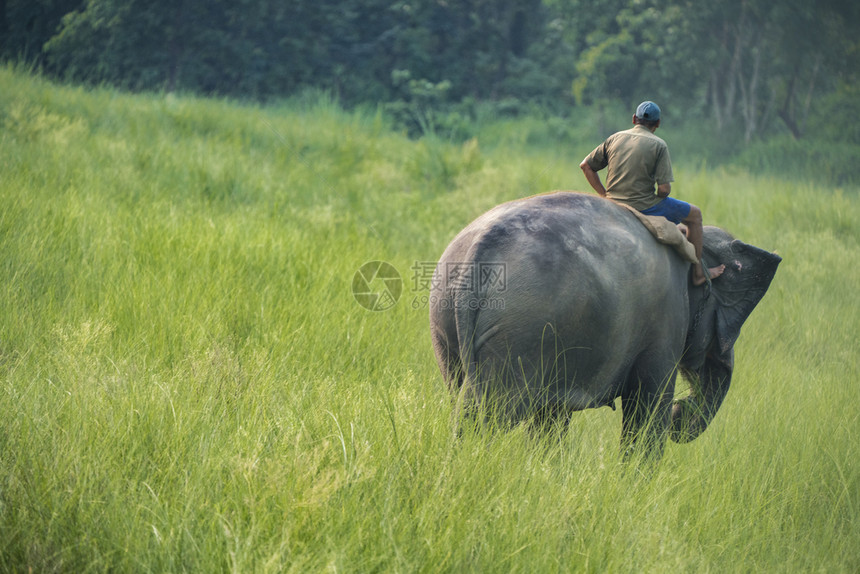 骑母象大野生物的马胡特或大象骑手和农村拍摄亚洲大象作为家畜的照片驯象师旅行河图片