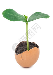 绿色植物在蛋壳中从地上发芽污垢贝壳希望图片