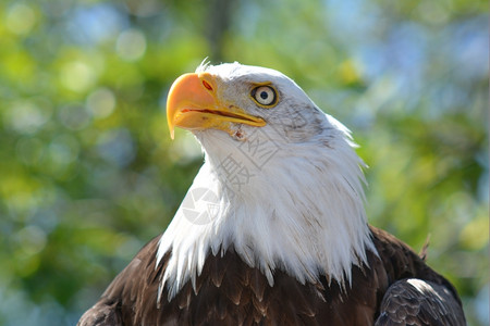 喙白色的美国阳光明耀鹰头图片