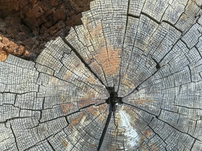 树木桩森林的表面充满了有节奏裂缝图片
