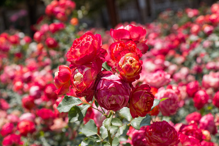 场地植物自然春花园里闪耀着美丽的玫瑰花朵图片