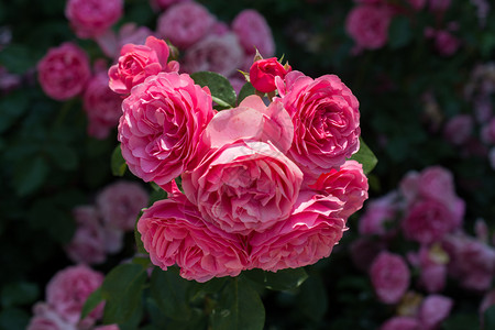 开花夏天装饰春花园里闪耀着美丽的玫瑰花朵图片