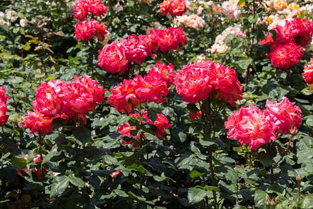 春花园里闪耀着美丽的玫瑰花朵春天投标感情图片