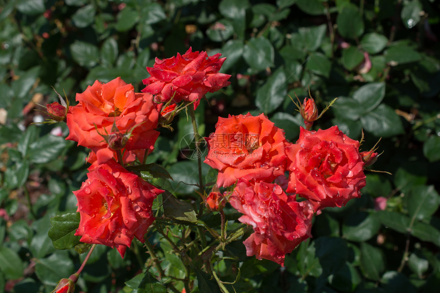 周年纪念日春花园里闪耀着美丽的玫瑰花朵问候礼物图片