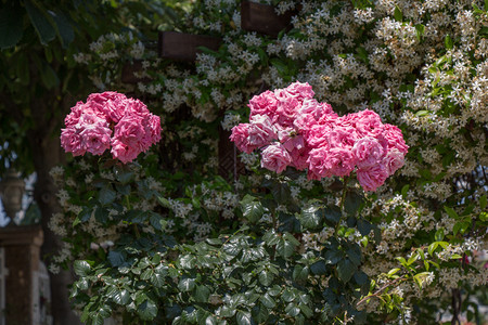 礼物装饰春花园里闪耀着美丽的玫瑰花朵爱图片