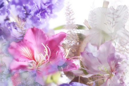 以柔软焦点制成的美丽鲜花筛选脆弱水彩图片