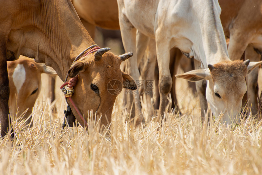 年轻的奶牛在干燥田地里吃草小牛牧场可爱的图片