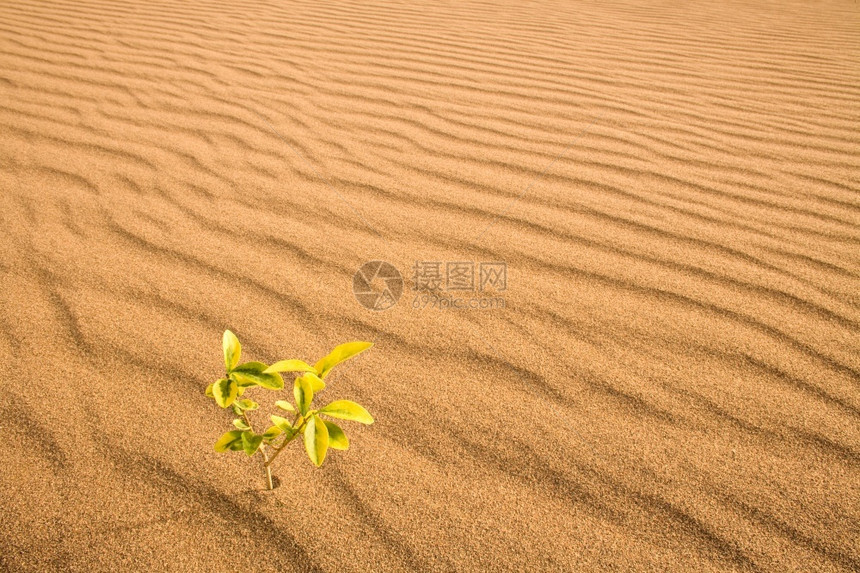 在沙漠丘里生长的小植物沙漠中的丘天耐力干旱图片