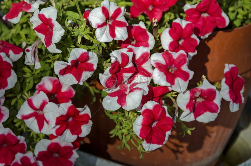 保加利亚索非有选择焦点公园红白花朵变异式堆叠红色和白花朵苔藓的雄伟图片