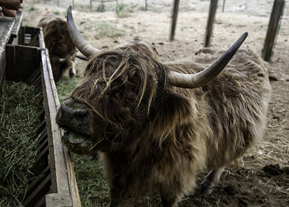 场地村庄草农的牛哺乳动物和家畜的细节农村高清图片素材