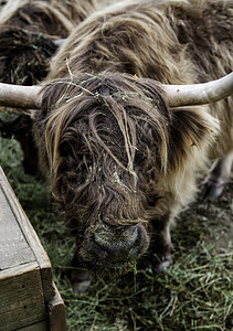农田小牛场的哺乳动物和家畜的细节牧场图片