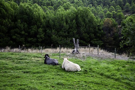 村庄草喂养农场的牛哺乳动物和家畜的细节国内的高清图片素材