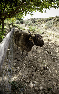 村庄西班牙农场的牛哺乳动物和家畜的细节饮食图片