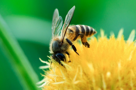 飞授粉颜色黄花的蜜蜂在大自然中盛开图片