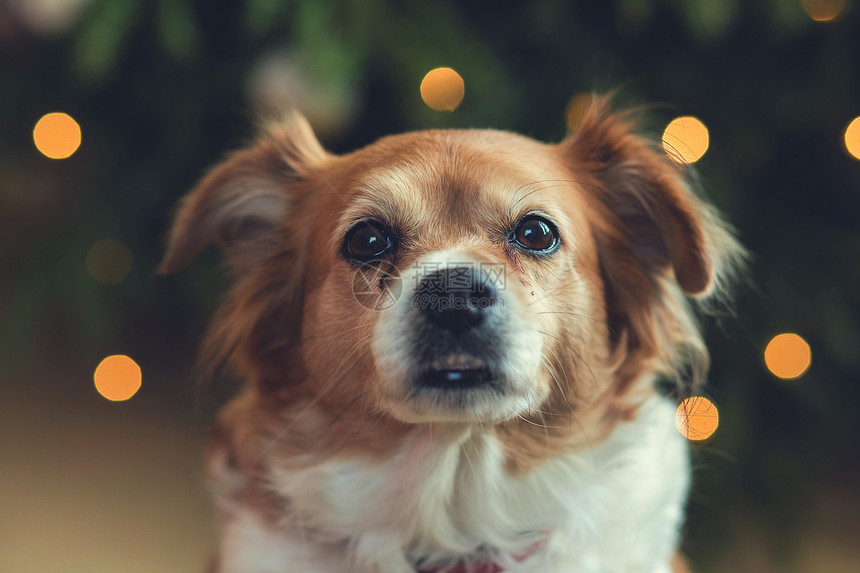 草犬类快乐棕色可爱狗的肖像散景背的微笑狗头像彩色特写快乐棕可爱狗的肖像散景背的微笑狗头像玩图片