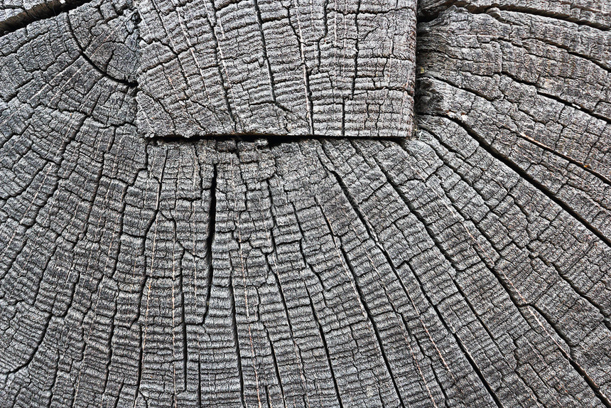 粗糙的木工在旧气象日志上横切的木束合形图案象传统的图片