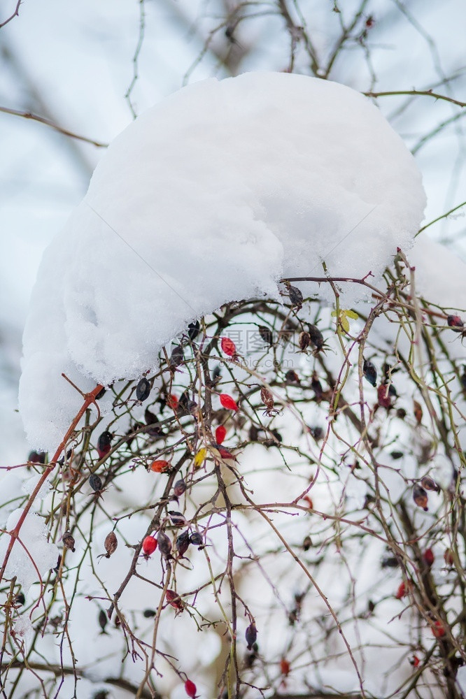 雪中一只红狗在玫瑰花园的暴风雪过冬后在花园的暴风雪过冬后蓝色的圣诞节寒冷图片