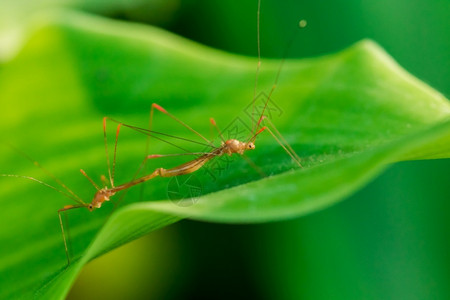 雨林动物自然树叶上的棕色昆虫环境生物学高清图片素材