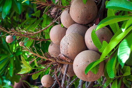 炮弹森林秋天树上或花园中库罗乌比塔的瓜亚人身上有许多弹水果异国情调背景