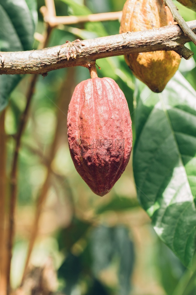 CacaoTreeTheobromacacao自然界中的有机可果荚糖热带苦的图片
