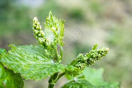 第一的春天束葡萄花特写春天的第一束葡萄花农场园背景图片