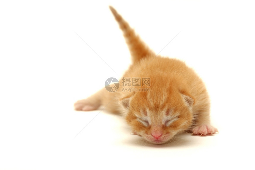 橘猫幼崽图片