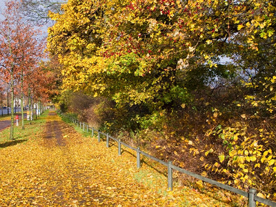 秋季满地的落叶风光图片