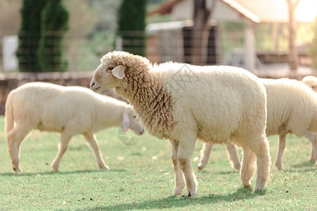 被吓到羊配种农场上的白羊正在寻找食物被绿草地吃掉宠物季节背景
