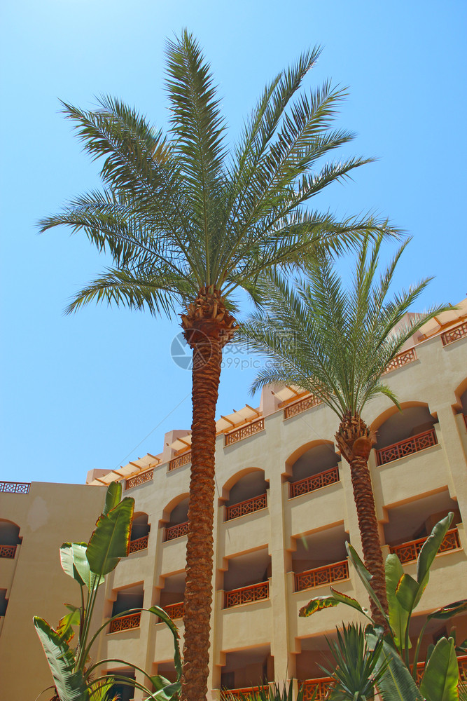 旅行自然全景带棕榈树的度假村建筑景观埃及度假村热带期阳台的酒店建筑现代阿拉伯建筑物附近生长的两棵枣椰树带棕榈的度假村建筑景观图片