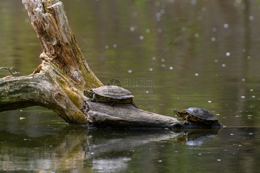 木头绿色两只红耳龟AKA池塘滑块Trachemysscriptaelegans在落入水中的浮木上晒日光浴红耳龟elegans堕落图片