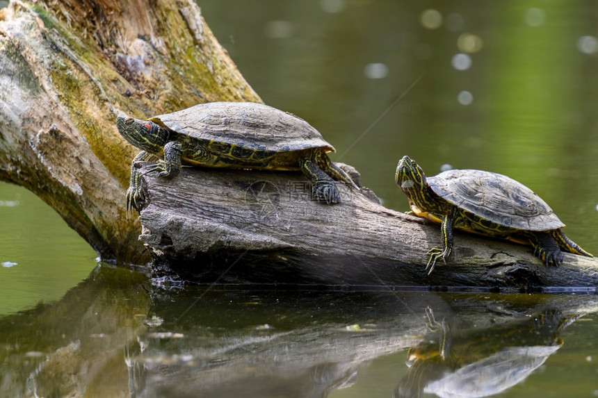 气管术星光龟鳖两只红耳AKA池塘滑块Trachemysscriptaelegans在落入水中的浮木上晒日光浴红耳龟图片