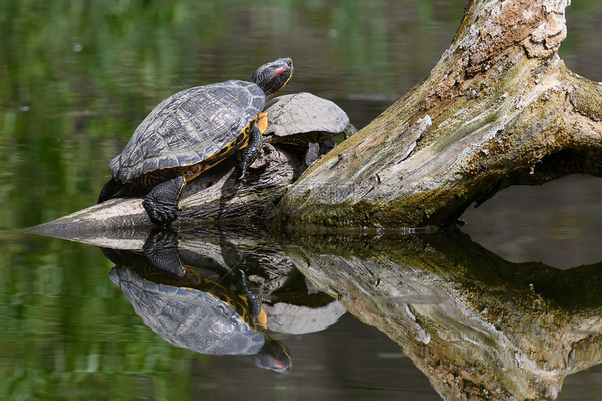 荒野贝壳两只红耳龟AKA池塘滑块Trachemysscriptaelegans在落入水中的浮木上晒日光浴红耳龟elegans一种图片