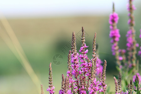 明目植物出去绽放紫色野生沼泽花朵在夏季生长非焦点的绿色草原本底开花背景