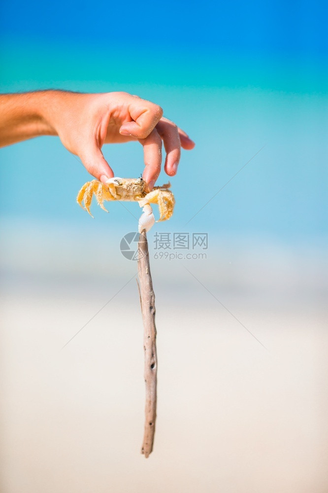 网海边和滩白沙上的活螃蟹关闭在白沙滩上夏天动物图片