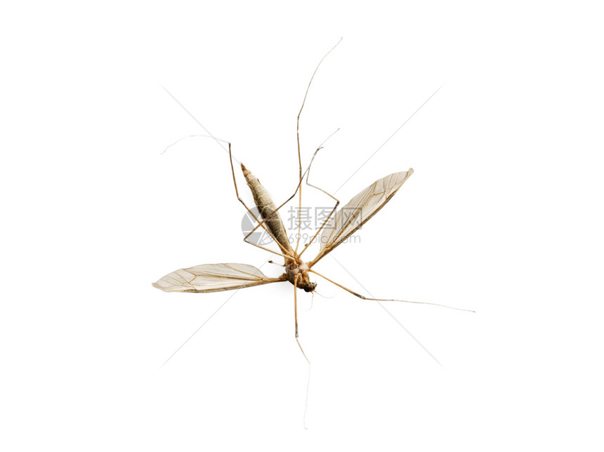 药物白背景孤立的死蚊子驱虫剂流行病图片