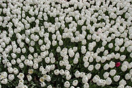 郁金香花团锦簇春天高清图片素材