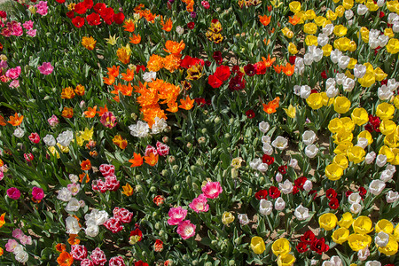 郁金香花团锦簇植物群高清图片素材