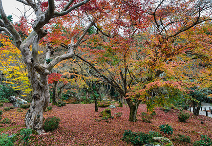 秋天满地落叶的森林风光图片