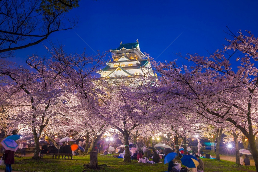 天空叶子季节大阪城堡日本樱花满天开图片