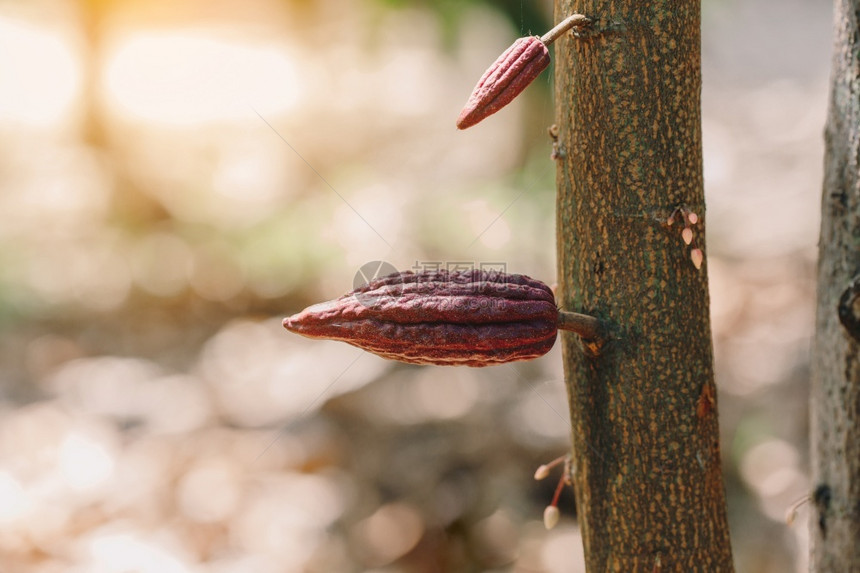 食物夏天CacaoTreeTheobromacacao自然界中的有机可果荚分支图片