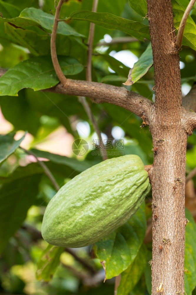 美国种子成熟CacaoTreeTheobromacacao自然界中的有机可果荚图片